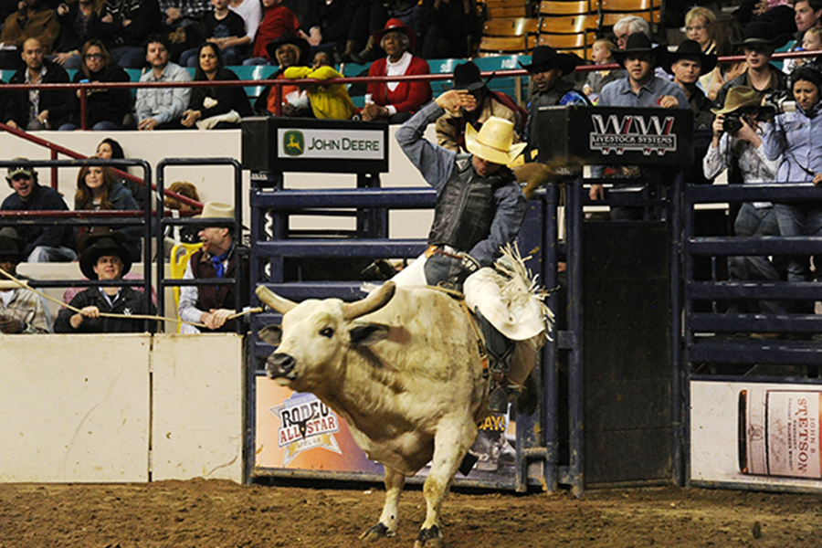 Bull Riding