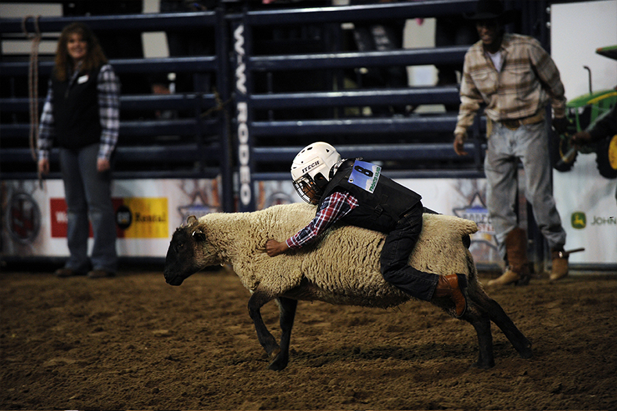 Mutton Busting