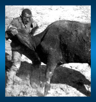 Bull Dogging Concept